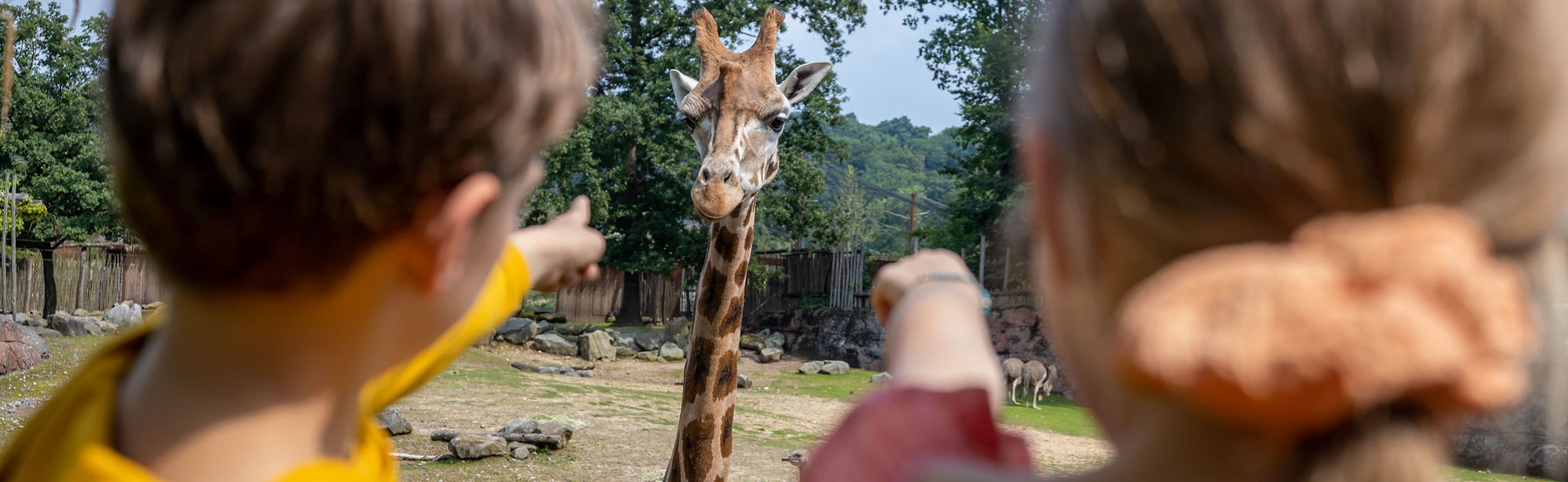 Kinderen wijzen naar een giraffe in GaiaZoo